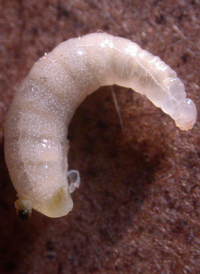 Isodontia mexicana